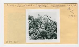 [Argyroxiphium grayanum in Hawaii, envelope IE27-129]