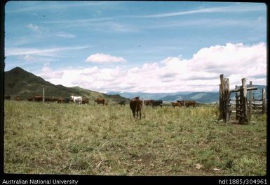 Cattle grazing on the land