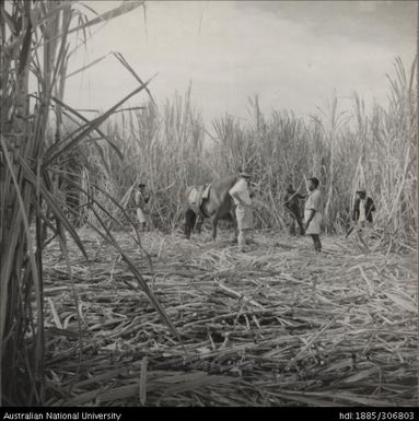 Field Officers inspecting cane crop