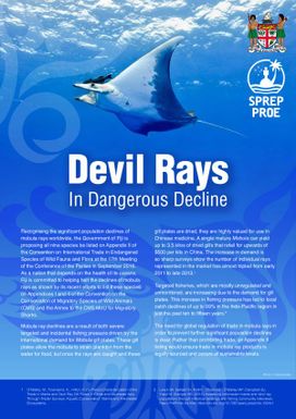 Devil Rays in Dangerous Decline