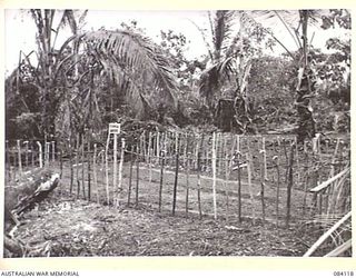 SWAN BEACH, JACQUINOT BAY. NEW BRITAIN. 1944-12-10. THE BOTANICAL GARDENS, A VEGETABLE GROWING SECTION WITHIN THE 2 FIELD AMBULANCE, AUSTRALIAN ARMY MEDICAL CORPS CAMP AREA. THE AREA IS NAMED BY ..