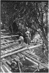 Pig festival, pig sacrifice, Tsembaga: in ancestral shrine, man with pig