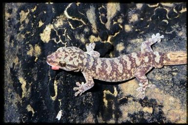 Gecko sp.