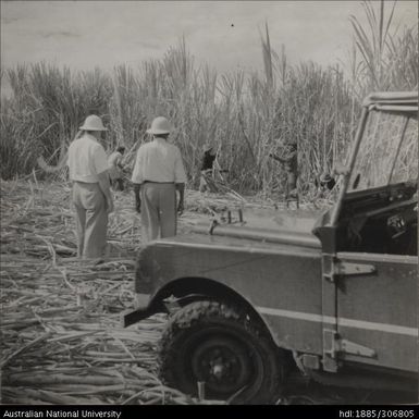 Field Officers inspecting cane crop