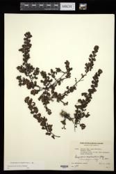 Sargassum ilicifolium
