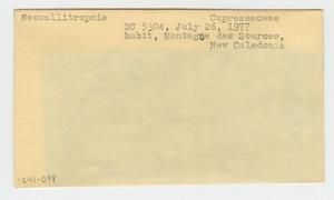 [Neocallitropsis in New Caledonia, envelope IE41-098]
