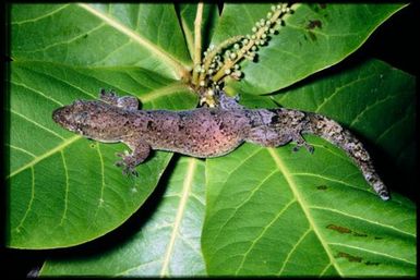 Gecko sp.