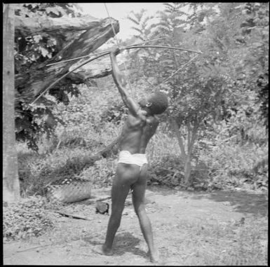 Manau, the Chinnery's house boy, firing a bow and arrow, into the air, Rabaul, New Guinea, ca. 1936, 2 / Sarah Chinnery