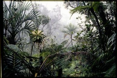 Forest interior, 900 m