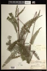 Dicranopteris linearis subsp. subferruginea