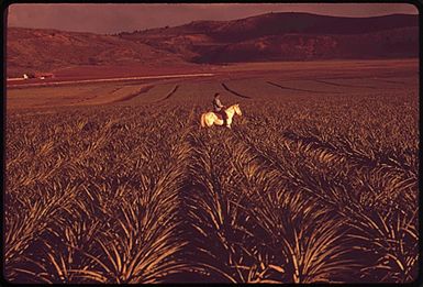 WITH PINEAPPLE FIELDS AS HIS ARENA, HENRI AKI TAKES HIS HORSE FOR A LATE AFTERNOON TRAINING SESSION NEAR LANAI CITY. PINEAPPLE GROWING TAKES UP 16,000 ACRES OF THE ISLAND'S TERRITORY