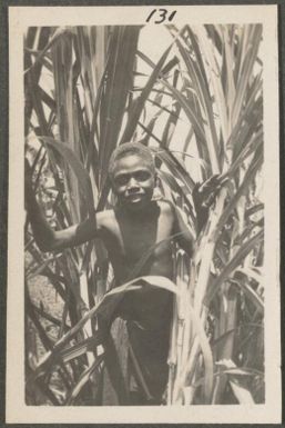 Papuan boy looking through young sugar cane, New Britain Island, Papua New Guinea, approximately 1916