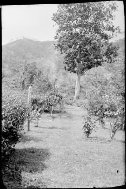 Garden trees with North Daughter in distance, Malaguna Road, Rabaul, New Guinea, ca. 1929 / Sarah Chinnery