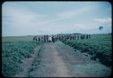 Frank Gilbert's patrol arrives back from Mendi through the hospital's sweet potato garden : Minj Station, Wahgi Valley, Papua New Guinea, 1954 / Terence and Margaret Spencer