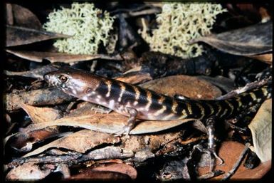 Skink sp.