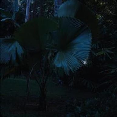 [Unidentified palm plant in Lāwaʻi-kai, United States]