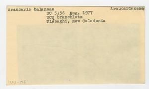 [Araucaria balansae in New Caledonia, envelope IE41-155]