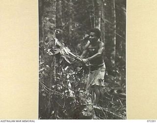 NEW GUINEA. 1944-04-04. A TREE BEING FELLED BY A NATIVE TO MAKE WAY FOR SIGNAL LINES UNDER CONSTRUCTION BY THE 23RD LINE SECTION, 18TH LINES OF COMMUNICATION SIGNALS BETWEEN JAP LADDER CAMP AND ..