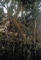 Palau, jungle growth on rock formation at water's edge