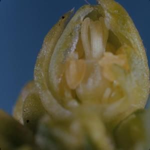 [Schiedea globosa cross-section from Makapu'u, United States] BRIT-A-AR003-012-02-125