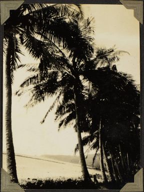 Palm trees, Suva, 1928