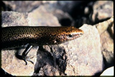 Skink sp.