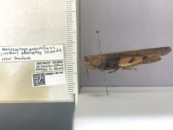 angustifrons