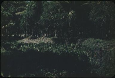 Taro gardens in tanks (1) : Mortlock Islands, Papua New Guinea, 1960 / Terence and Margaret Spencer