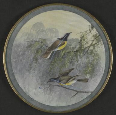 Birds of paradise, Papua New Guinea, 1917 / Ellis Rowan