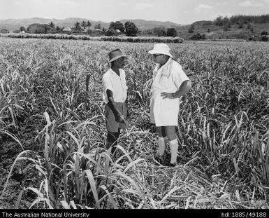 An overseer in the cane field