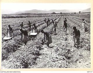 NADZAB, NEW GUINEA. 1945-09-14. NATIVES AT 8 INDEPENDENT FARM PLATOON FERTILIZING TOMATOES FOLLOWED BY CHIPPING AND HILLING UP