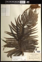 Sadleria cyatheoides