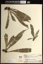 Antrophyum callifolium