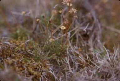 [Erigeron close-up in Saruwaged Range, Papua New Guinea] BRIT-A-AR003-003-04-047