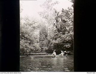 Probably  Astrolabe Bay, Madang, New Guinea, 1945. Dressed in swimming trunks, two officers from Headquarters, RAAF Northern Command (NORCOM), paddle a small outrigger canoe towards the overgrown ..