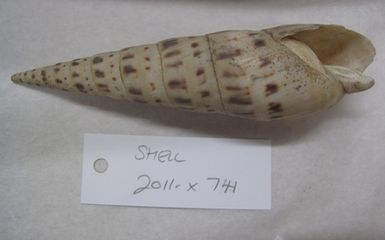 shell