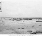 Ridge off Enar Island showing erosion, Bikini Atoll, summer 1947