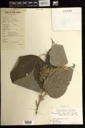 Mallotus mollissimus