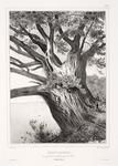 Tronc d'Arbre, de 100 pieds de circonférence, près de Moua, (Tonga-Tabou), [Trunk of a tree, of 100 feet circumference, near Mu’a, (Tongatapu)]