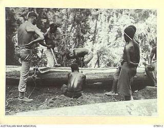 TOROKINA AREA, BOUGAINVILLE ISLAND. 1945-02-10. STAFF SERGEANT R.L. STARKIE, NO 3 PLATOON, 2/2ND FORESTRY COMPANY SUPERVISING NATIVE LABOURERS CUTTING TREES INTO LOG LENGTHS ON THE TOP OF THE SLIDE