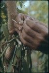 Vanilla orchid being pollinated by hand