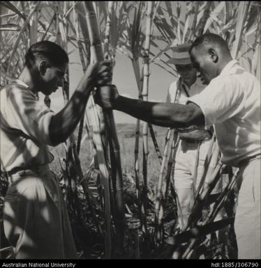 Field Officer and farmer inspecting cane