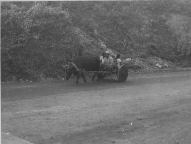 Unidentified man and children in bullock cart