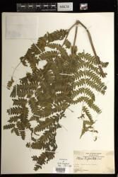 Pteris tripartita