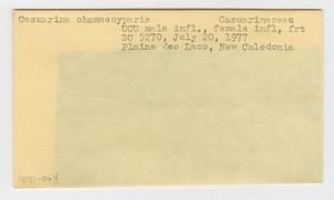[Casuarina chamaecyparis in New Caledonia, envelope IE41-064]