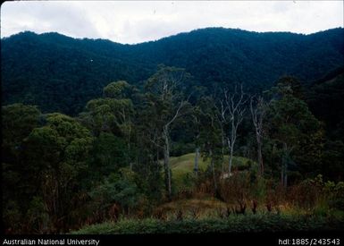 Landscape, gum trees