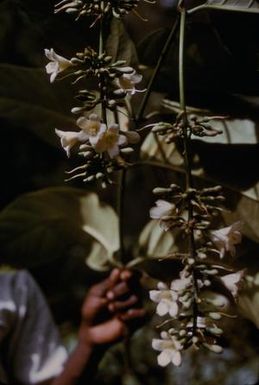 [Fagraea racemosa close-up in Lae, Papua New Guinea]