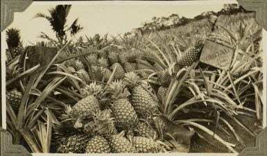 Pineapples for export, 1928