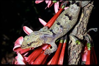 Bavayia cyclura