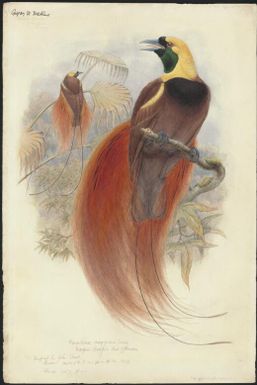 Paradisea raggiana Sclater, Marquis Raggi's bird of paradise, original by John Gould [William Matthew Hart]